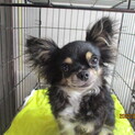 チワワの里親募集❢❢