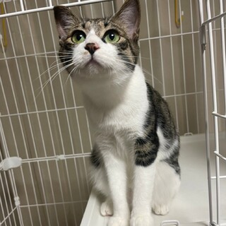 生後12ｹ月 兄妹猫 麦ちゃん