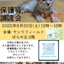 猫の譲渡会IN島田　