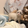 シャム柄の仔猫さん、美雨くん☆
