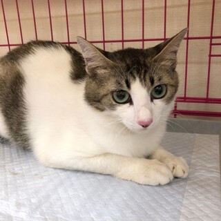 と～っても甘えん坊さん♡こまちちゃん