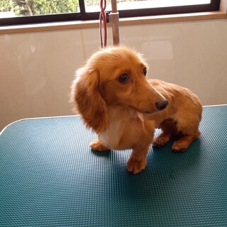 ダックスの女の子　3才