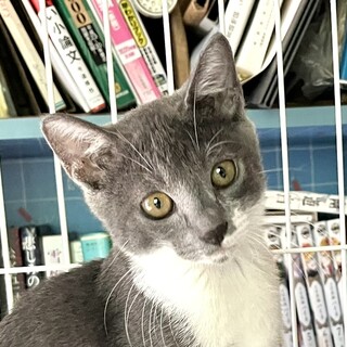 控えめな甘えん坊ちゃん