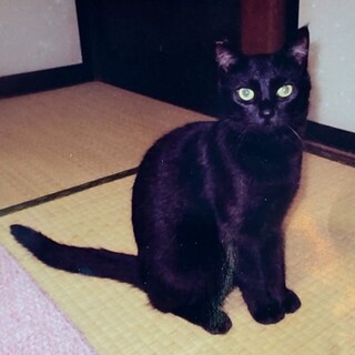 9/4石巻で里親探し会！『やまと』ちゃん♀