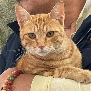 9/4石巻で里親探し会！『チャチャ』♂