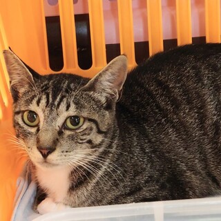 9/4石巻で里親探し会！『チビ』♂