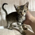 痩せて瀕死だった甘えんぼ猫