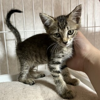 痩せて瀕死だった甘えんぼ猫