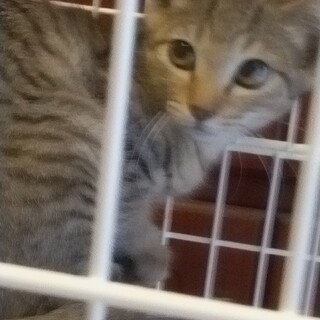 元気なオス子猫の里親募集！