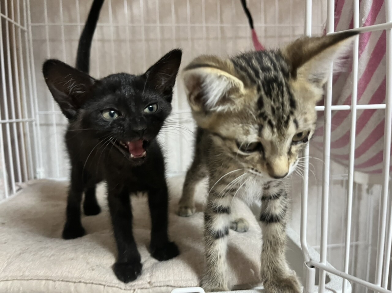 痩せて瀕死だった甘えんぼ猫 徳島県 猫の里親募集 ペットのおうち 月間利用者150万人