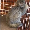 元気なオス子猫の里親募集！ サムネイル5