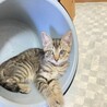 子猫の里親募集 サムネイル6