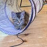 子猫の里親募集 サムネイル7