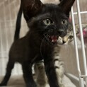 瀕死だったおしゃべり猫