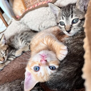 6匹兄弟の甘えん坊の双子の茶トラさん