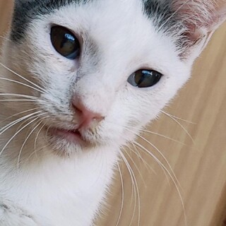 牛柄★白グレーのオス子猫★おとなしい子です