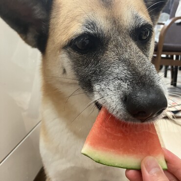 うまうま