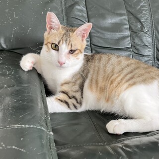 とても優しい男の子です