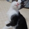 飼い主募集中！