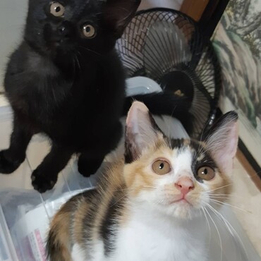 飼い主募集中！