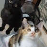 飼い主募集中！