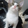 飼い主募集中！