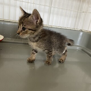 4つ子の小柄なキジ猫♀