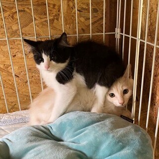 性格もルックスもよしミルクティー＆ハチワレの兄弟！