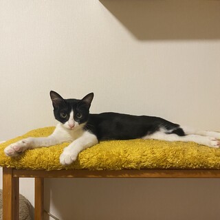 小柄８われ美人猫♀
