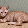 ネズミのおもちゃが大好きな可愛い茶トラのうすめ君！ サムネイル2