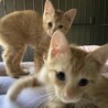 ネズミのおもちゃが大好きな可愛い茶トラのうすめ君！ サムネイル5
