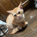 茶トラさん