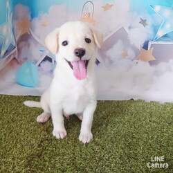 京都縁の会主催の譲渡会に参加します