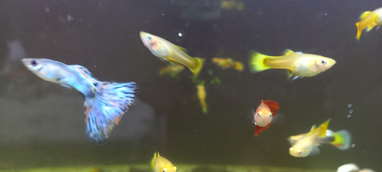 グッピー オス メス 稚 埼玉県 熱帯魚 観賞魚の里親募集 ペットのおうち 月間利用者150万人