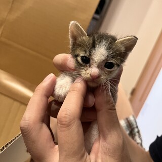 元気なサバシロちゃん　約生後1ヶ月