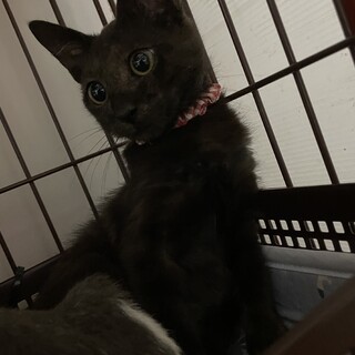とってもビビリさん黒猫女子☆二葉ちゃん