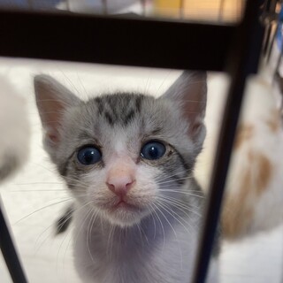 ありがとうございました★小さなサバシロちゃん