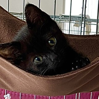 鍵しっぽ⭐️幸運を呼ぶキキ