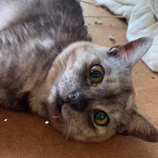 ギャップ萌え♡しらす君