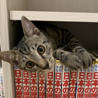 さびしがり屋⭐️甘えん坊のかまってちゃんガロくん