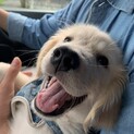 ゴールデンとサモエドのミックス生後4ヶ月です。