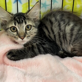 募集停止　キジトラ男子アスラン