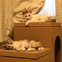 2ヶ月の三毛猫姉妹