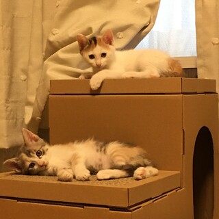 2ヶ月の三毛猫姉妹