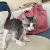 みゅうたんてぃ