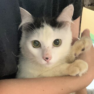 優しいイケメン♪半長毛ぶち猫