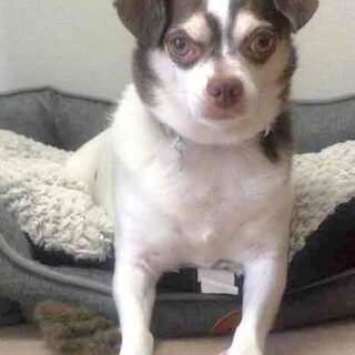  元気で明るい大きめチワワMIXビットです