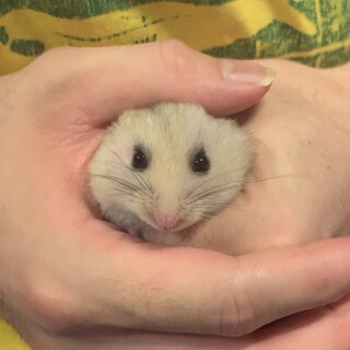 ゴールデンハムスターの赤ちゃん