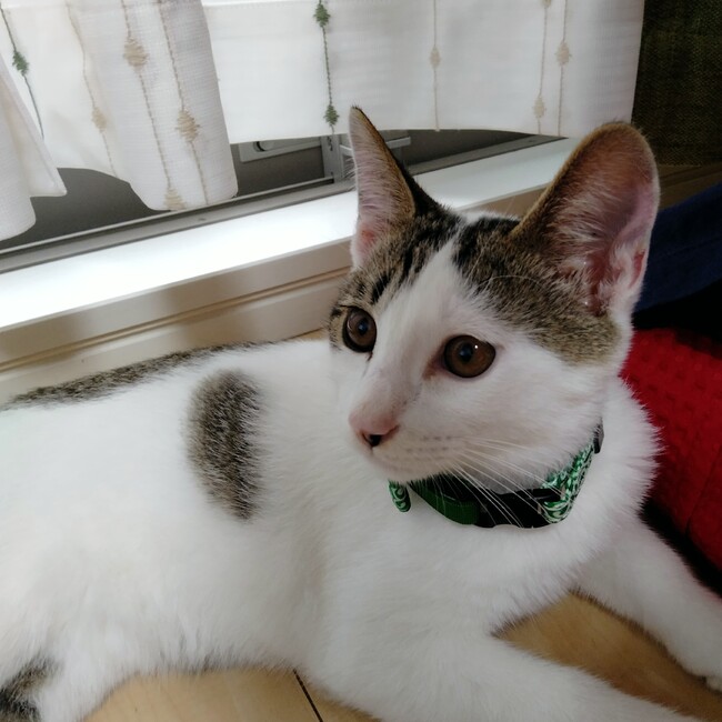 hana88のカバー写真