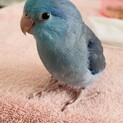 マメルリハ　ブルー♂生後半年